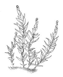 Tetraphidopsis pusilla, clump of plants bearing gemmae. Drawn from B.H. Macmillan 89/205, CHR 456443.
 Image: R.C. Wagstaff © Landcare Research 2018 